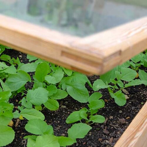 How to Build a Cold Frame